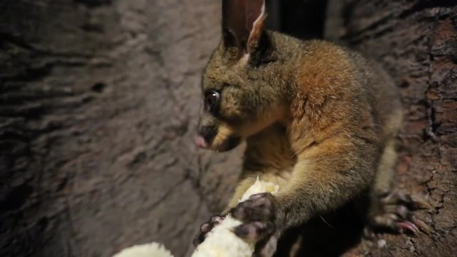 A brushtail possum grips a rough tree trunk at night in a Sydney park while it eats a pale cob held in both front paws. Lamplight catches its fur in a quiet and curious nocturnal scene.