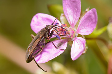Bug sitting on a pink forest wild flower and feeding on nectar