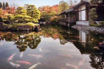Fototapeta premium Numerous Koi Fish in the pond in autumn at the beautiful Koko-en Gardens, a classic Edo Style Japanese Garden in Himeji, Japan.
