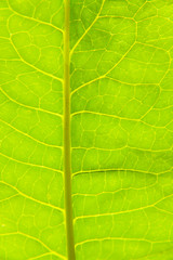 Green leaf close up. For demonstration of photosynthesis in plants.