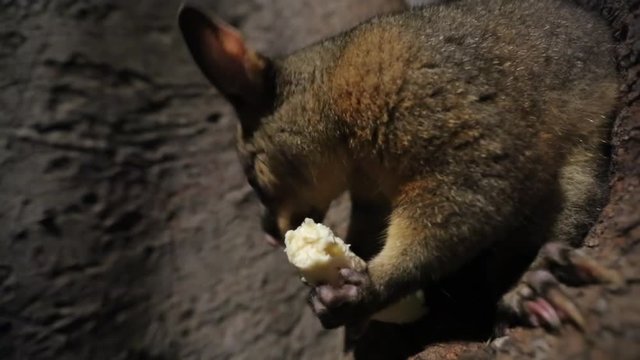 A brushtail possum holds a white chunk of food in both front paws and bites into it on a dark tree trunk at night in a Sydney park. A quiet and tender nocturnal scene of urban wildlife.