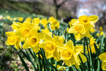 Fototapeta premium ラッパ水仙