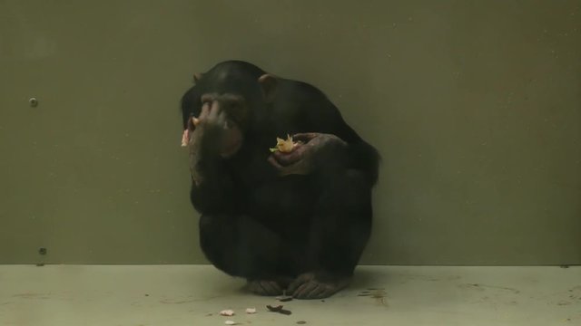 chimpanzee eating behind glass in a dark cage