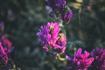 Astragalus onobrychis. Blossoming Astragalus onobrychis. Meadow plants. Wild plant.