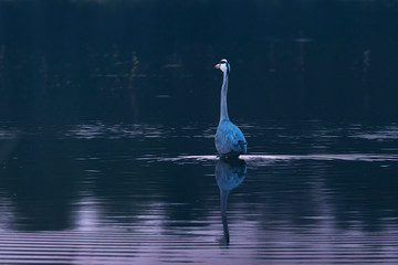 Grey heron wading in lake at dusk.