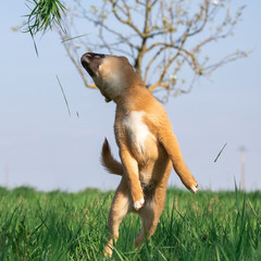 Puppy Shiba Inu Playing