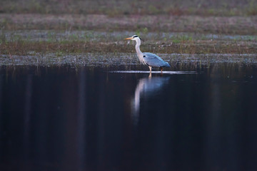 Grey heron standing at edge of lake in nature reserve.