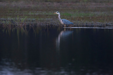 Grey heron standing at edge of lake in nature reserve.