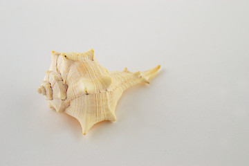 One shell isolated on a white background