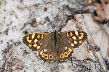Fototapeta na wymiar Speckled Wood Butterfly in Springtime