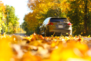 Sunny Autumn Country Drive