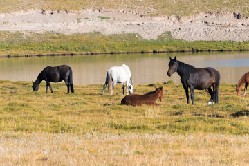 Osh, Kyrgyzstan - Aug 20 2018: Horses on the side of Tulpar Kol Lake in Alay Valley, Osh, Kyrgyzstan. Pamir mountains in Kyrgyzstan.