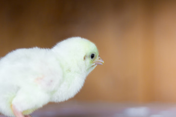 little chicken broiler just hatched from an egg