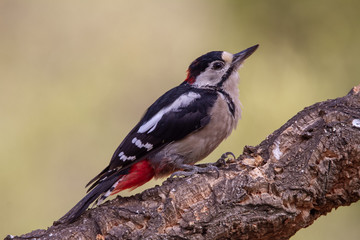 Great Spotted Woodpecker in the forest