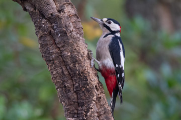 Great Spotted Woodpecker in the forest