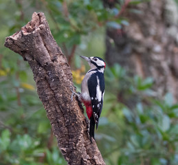 Great Spotted Woodpecker in the forest