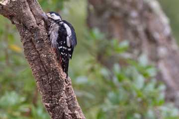 Great Spotted Woodpecker in the forest