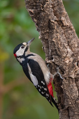 Great Spotted Woodpecker in the forest