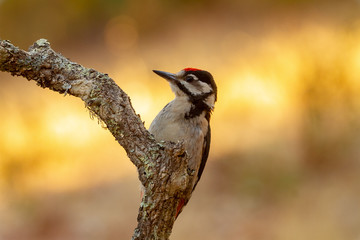 Great Spotted Woodpecker in the forest