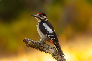 Great Spotted Woodpecker in the forest