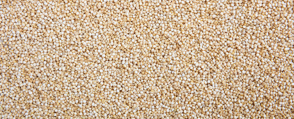Raw quinoa seeds white color full frame background, banner