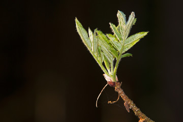 Unfolding leaves, bursting bud of a Rowan or Mountain-ash in a dark forest