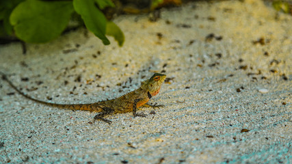 lizard on the sand under a palm tree. Maldives