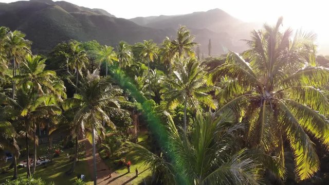 Rising through palm trees in Yat&eacute;, New Caledonia