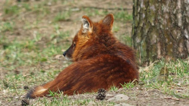 A pack of indian dholes playing inside Pench national park during wildlife safari