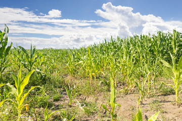 Maisfeld bei schönem Wetter