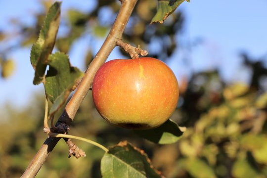 Reifer Apfel am Baum