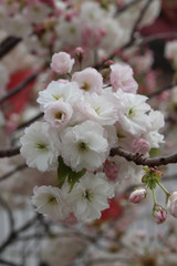flowers of cherry tree