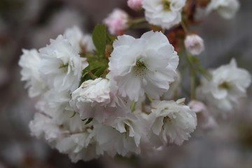 cherry tree blossom in spring