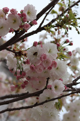 cherry tree in blossom