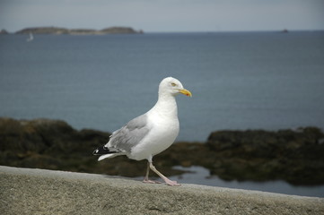 Seagull standing on a wall.