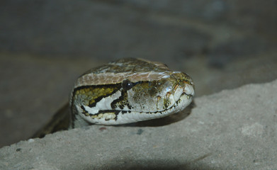 Snake presenting it's head