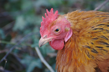 Angry looking rooster.