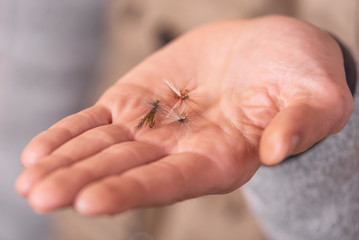 Fisherman showing fishing fly hook in hand palm .