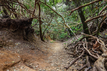 Naklejka na ściany i meble Anaga Natural Park Pathway