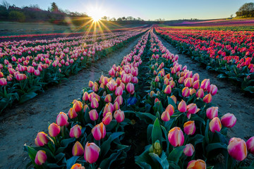 Champ de tulipes en Provence, France. Tulipes jaunes roses au premier plan. Avant le lever de soleil. 