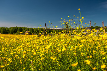 Obraz premium Sunlight meadow yellow buttercup