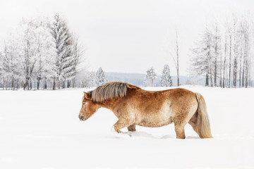 Fototapeta na wymiar Light brown Haflinger horse wades through snow field in winter, blurred trees in background, side view