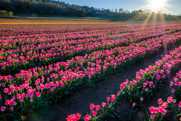 Champ de tulipes en Provence, France. Tulipes roses au premier plan. Lever de soleil. 