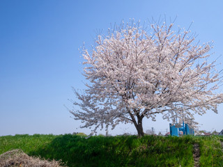 土手の桜