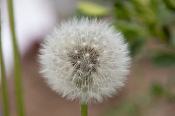 dandelion on green background
