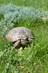 Turtle in the grass