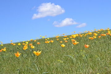 Tulips in the steppe of Kazakhstan