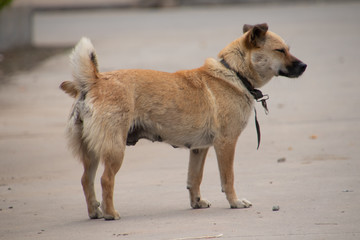 dog on the beach