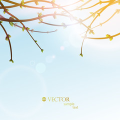 spring background, branches with buds, spring, vector