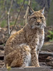 Fotobehang De Scandinavische lynx, Lynx lynx lynx, zitten en rondkijken © vladislav333222